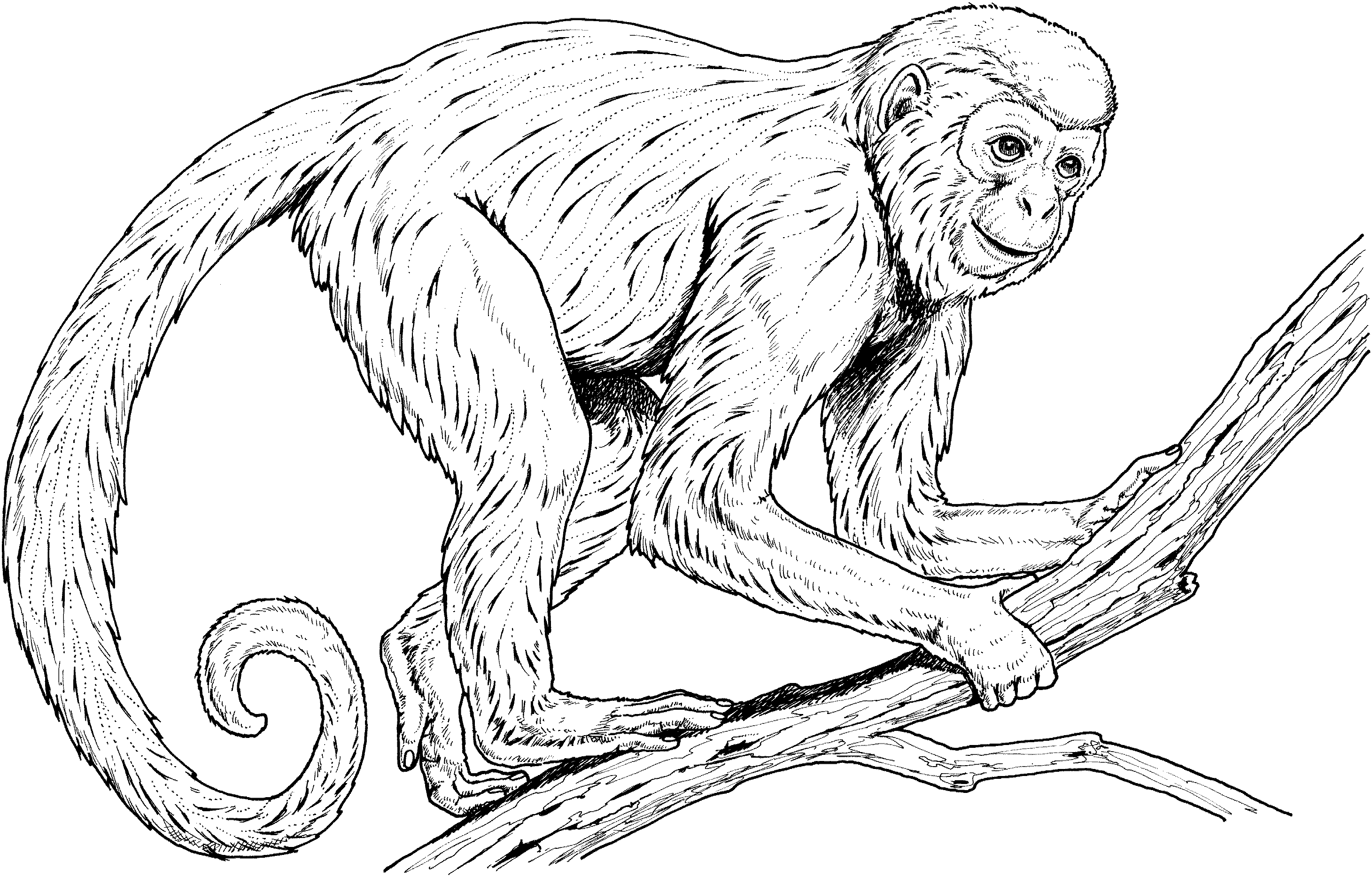 monkey-coloring-pages